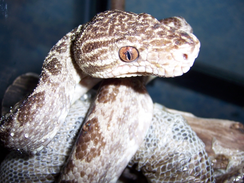 ATB-Choco Late'