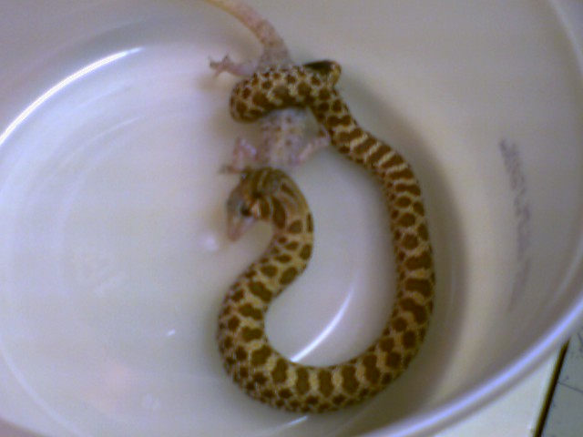 Athena and Gecko