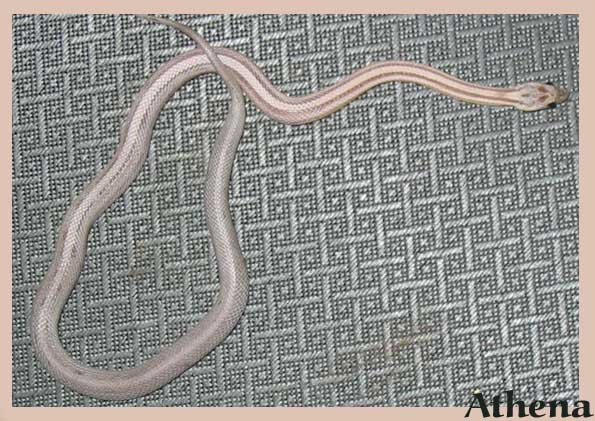Athena ~ Anery Stripe Corn