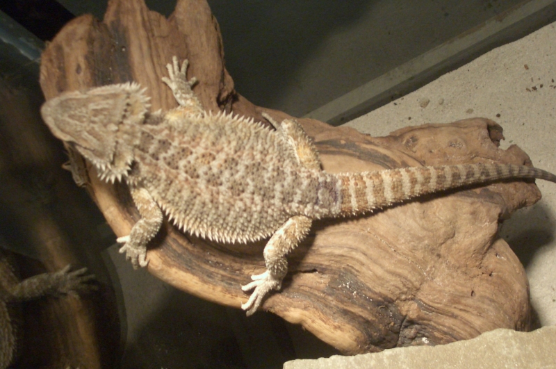 Aurora Basking