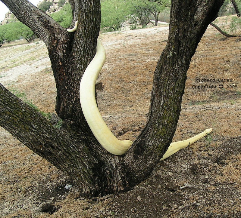 Aurora, slithering in AZ rest stop2