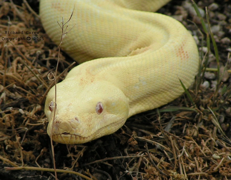 Aurora's slither 4