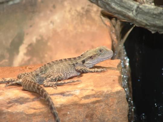 Australian water dragon - 4 months old   or -