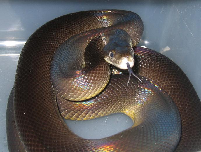Australian Water Python Female