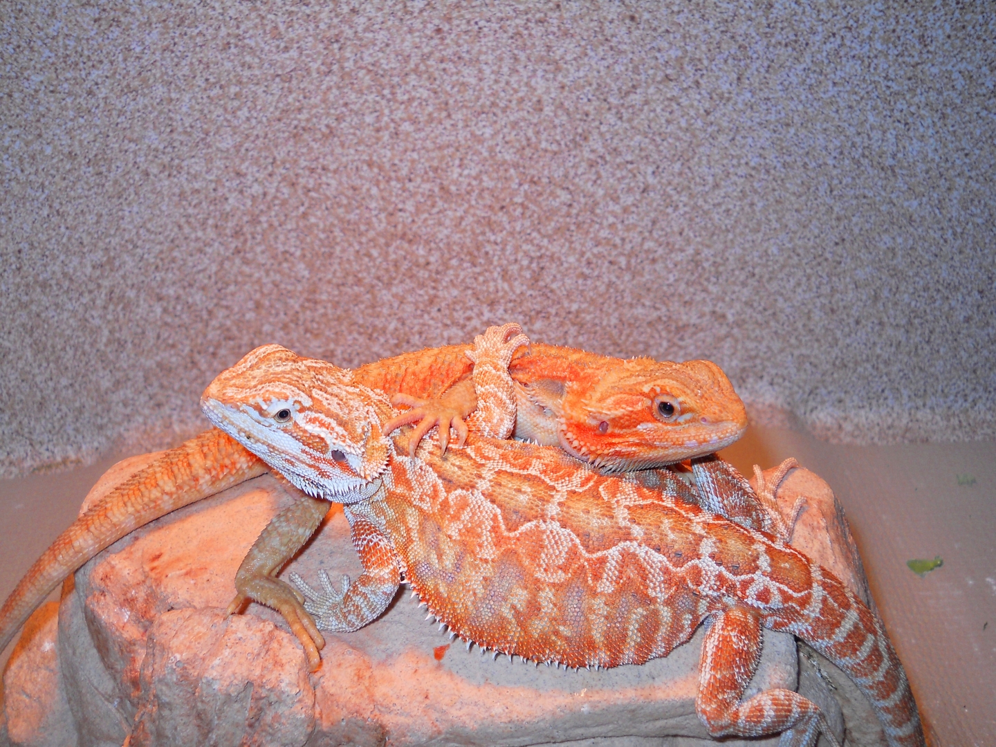 Autumn and Cammi