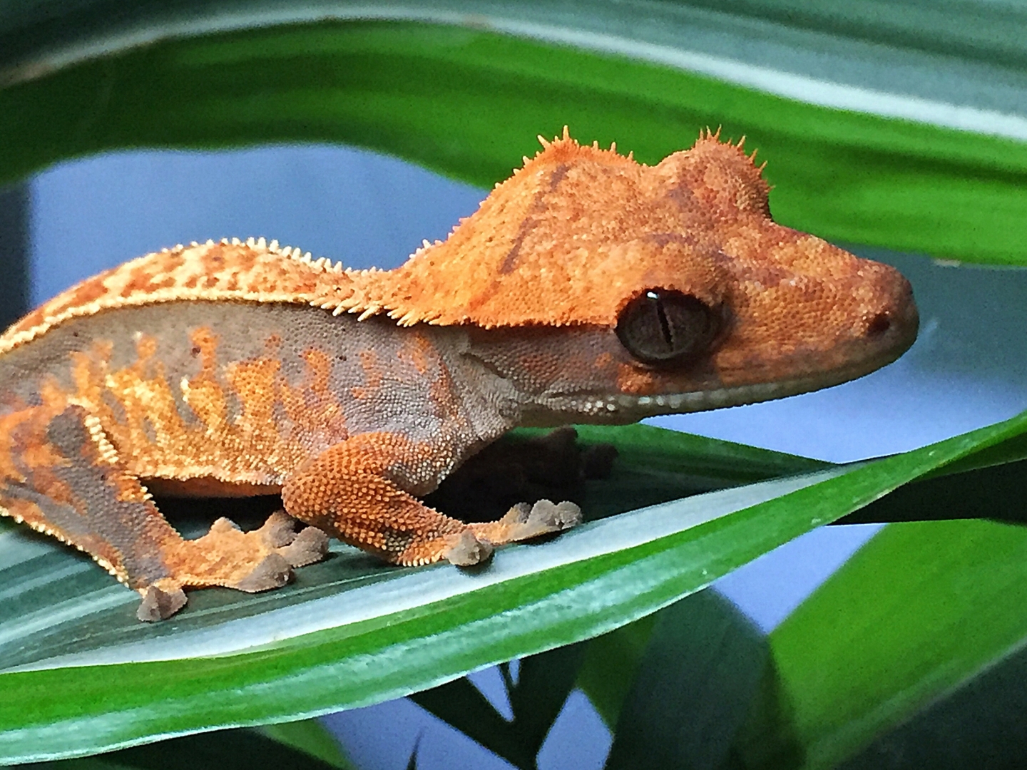 Autumn from Gecko Garden