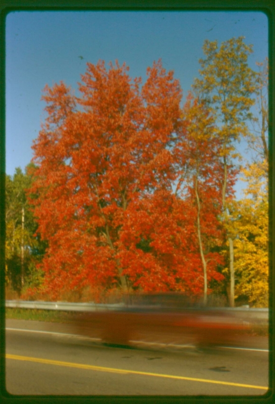 autumn