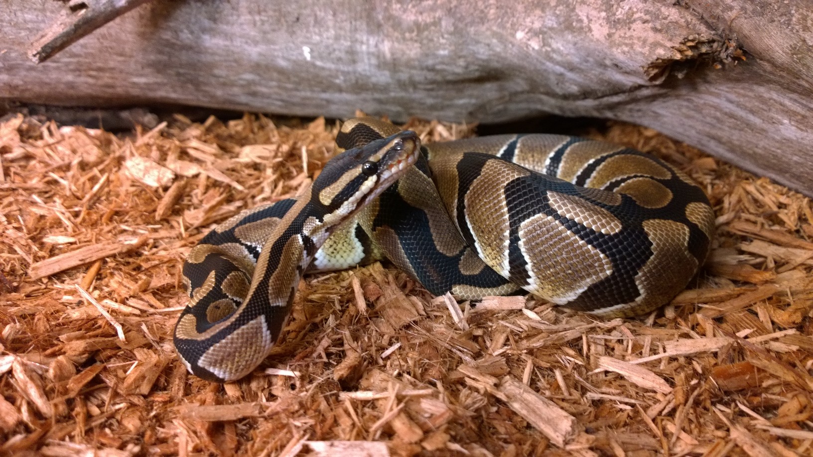 Available Ball Pythons