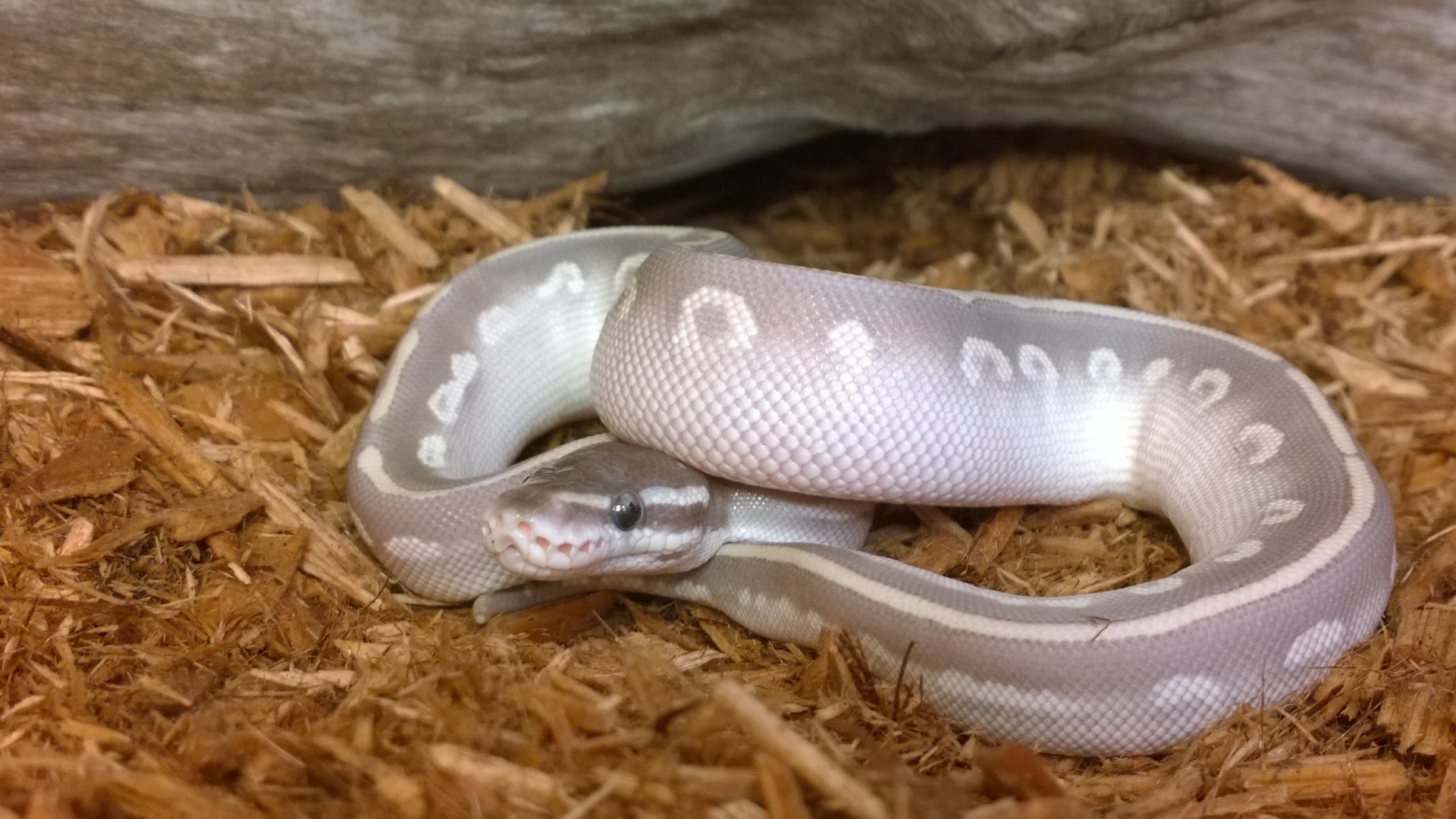 Available Ball Pythons