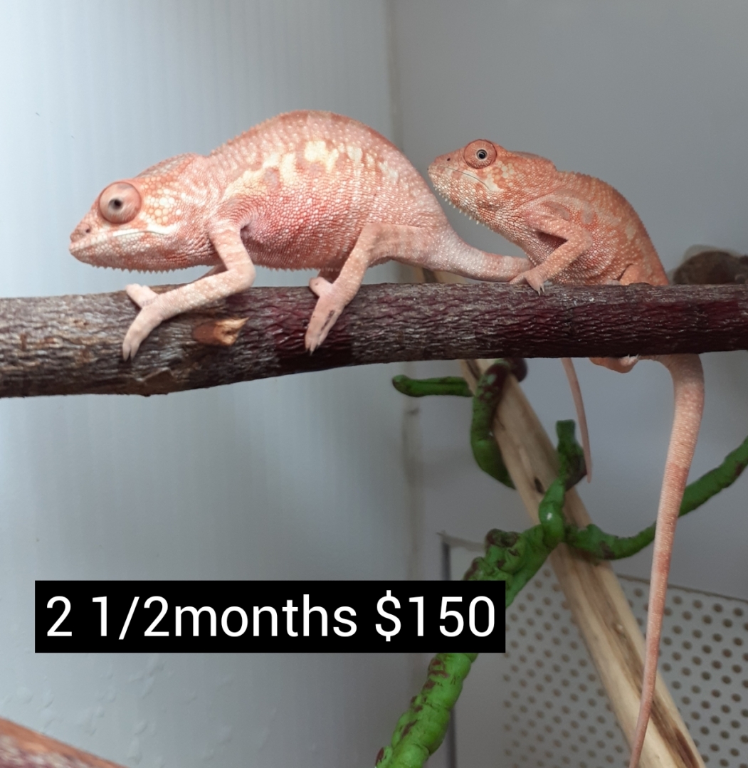 available female panther chameleon