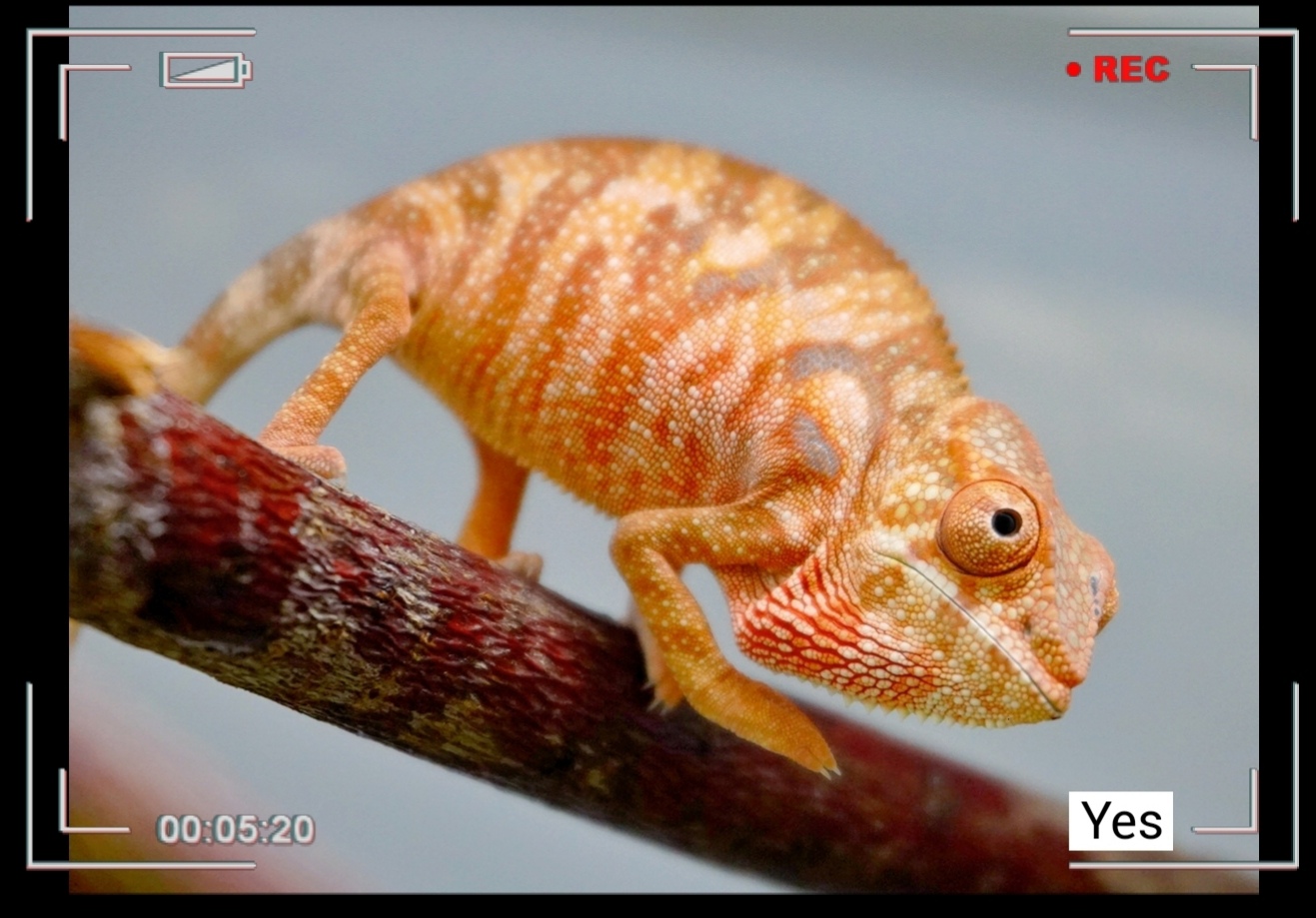 Available Female panther chameleon