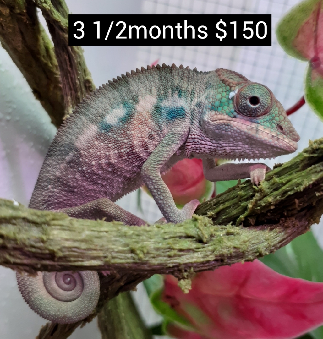 available male panther chameleon