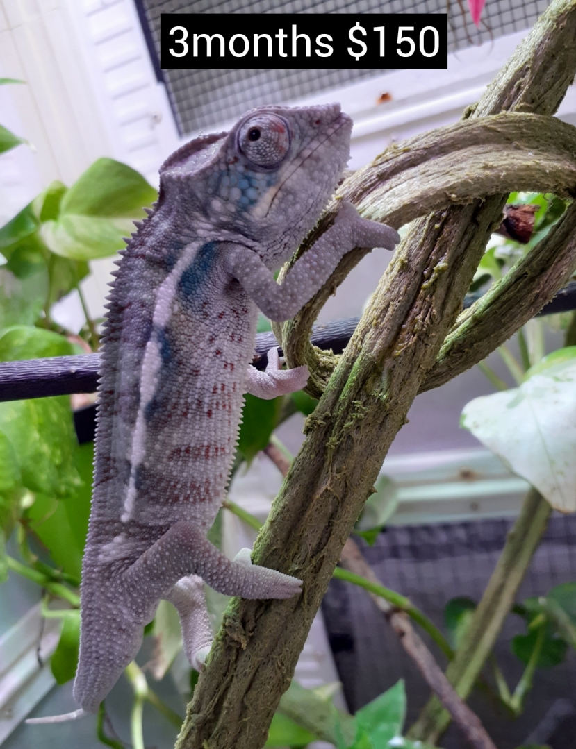 available male panther chameleon
