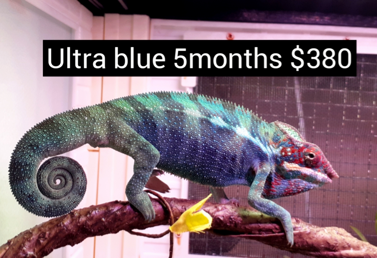available panther chameleon males