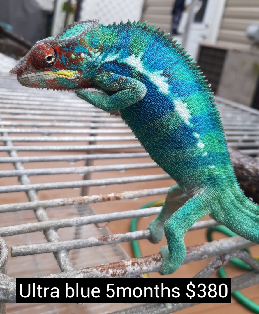 available panther chameleon males