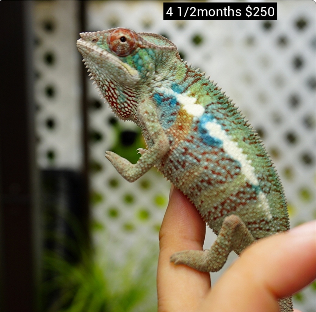 available panther chameleon males