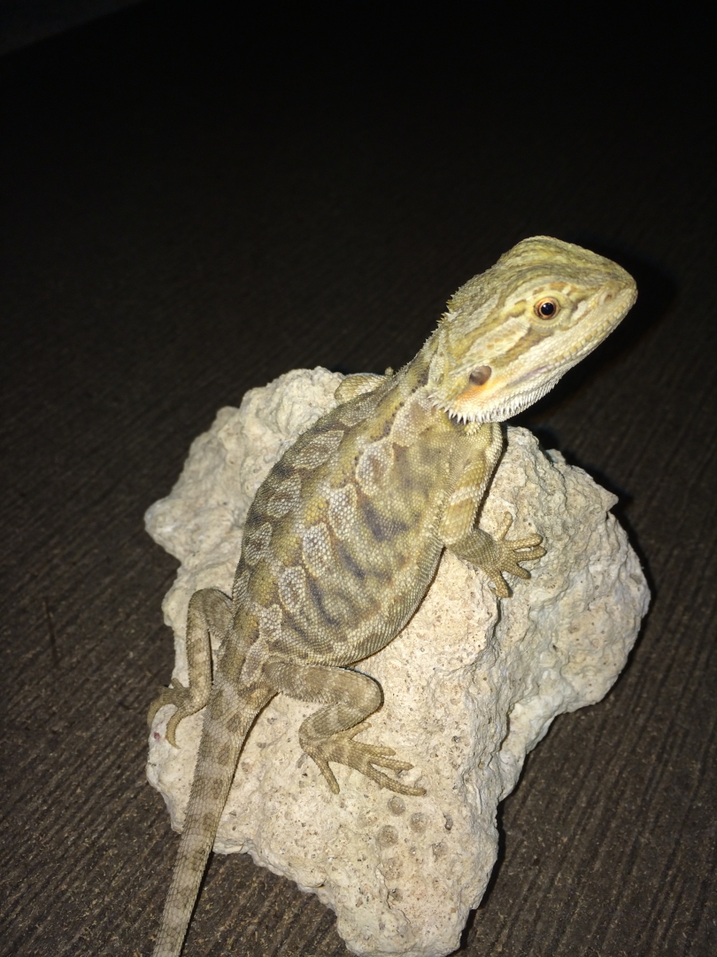 available_dragons_003