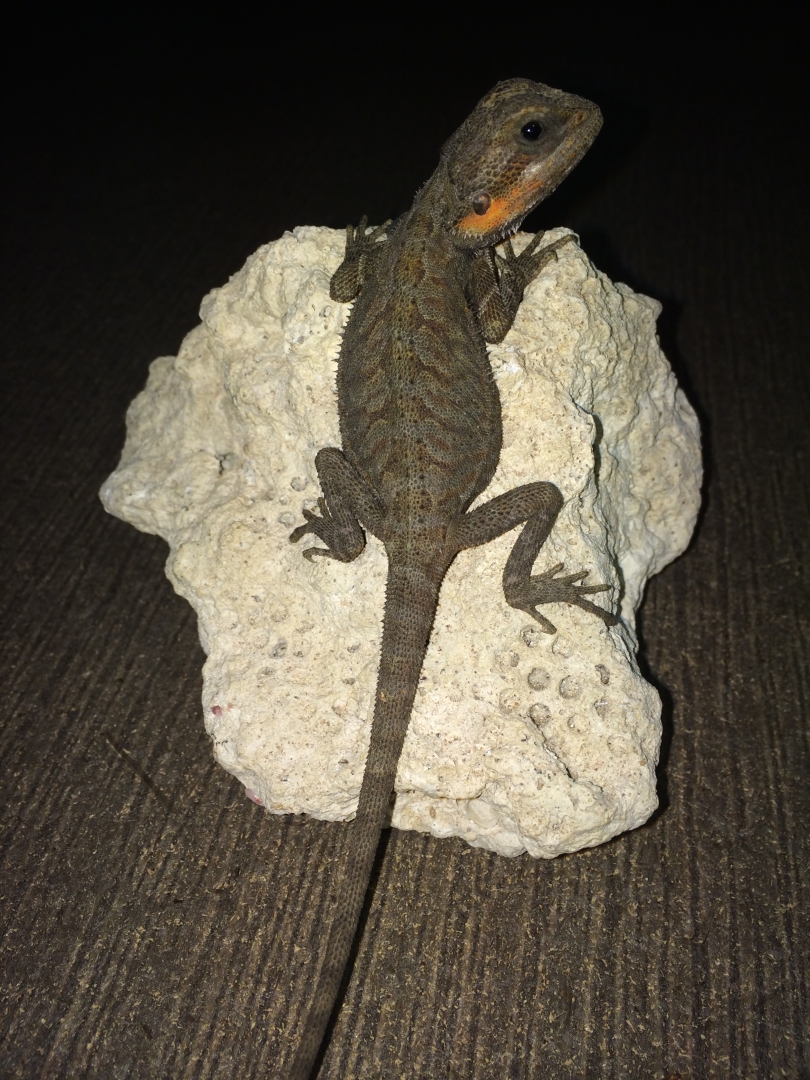 available_dragons_006