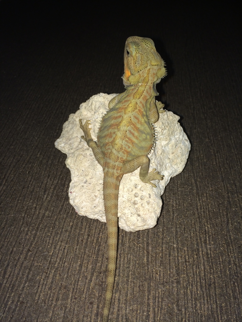 available_dragons_008