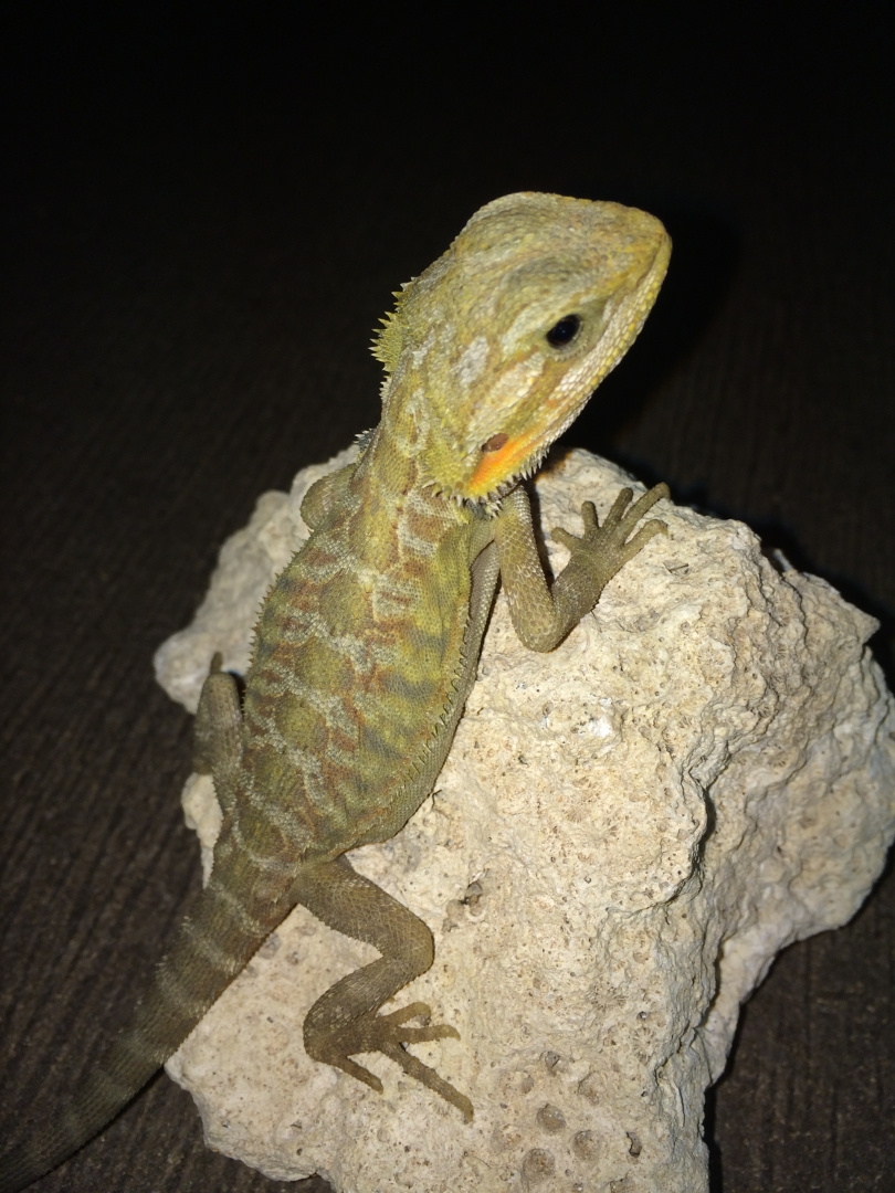 available_dragons_013