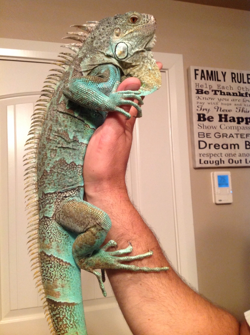 Axanthic blue iguanas
