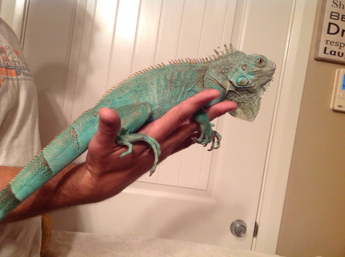Axanthic iguana