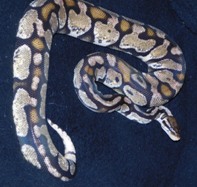 Axanthic pastel F