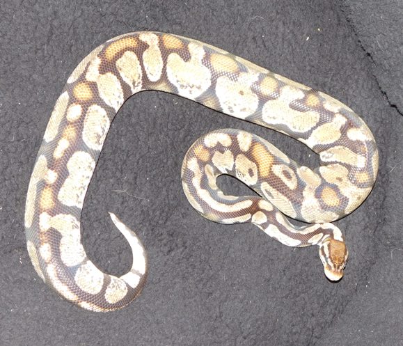 Axanthic pastel F