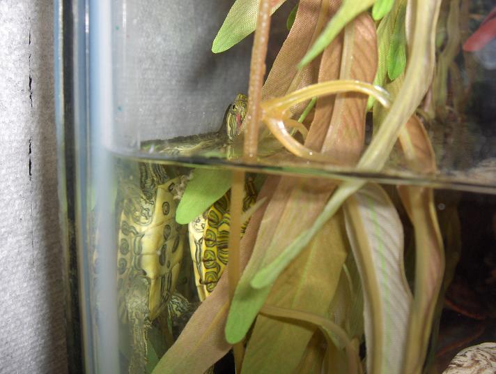 Aztec/Rio Grande Red Ear Slider