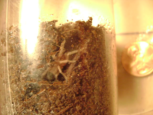 B. albopilosum Sling