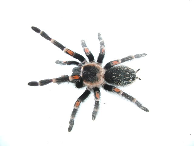 B. auratum Female