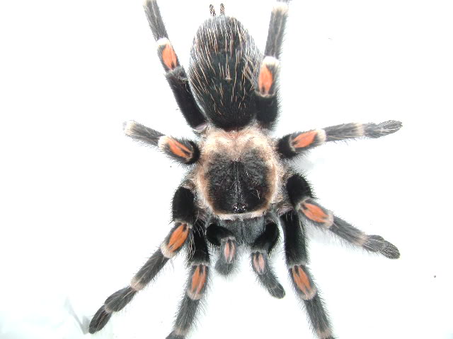 B. auratum Female