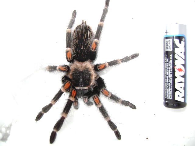 B. auratum Female