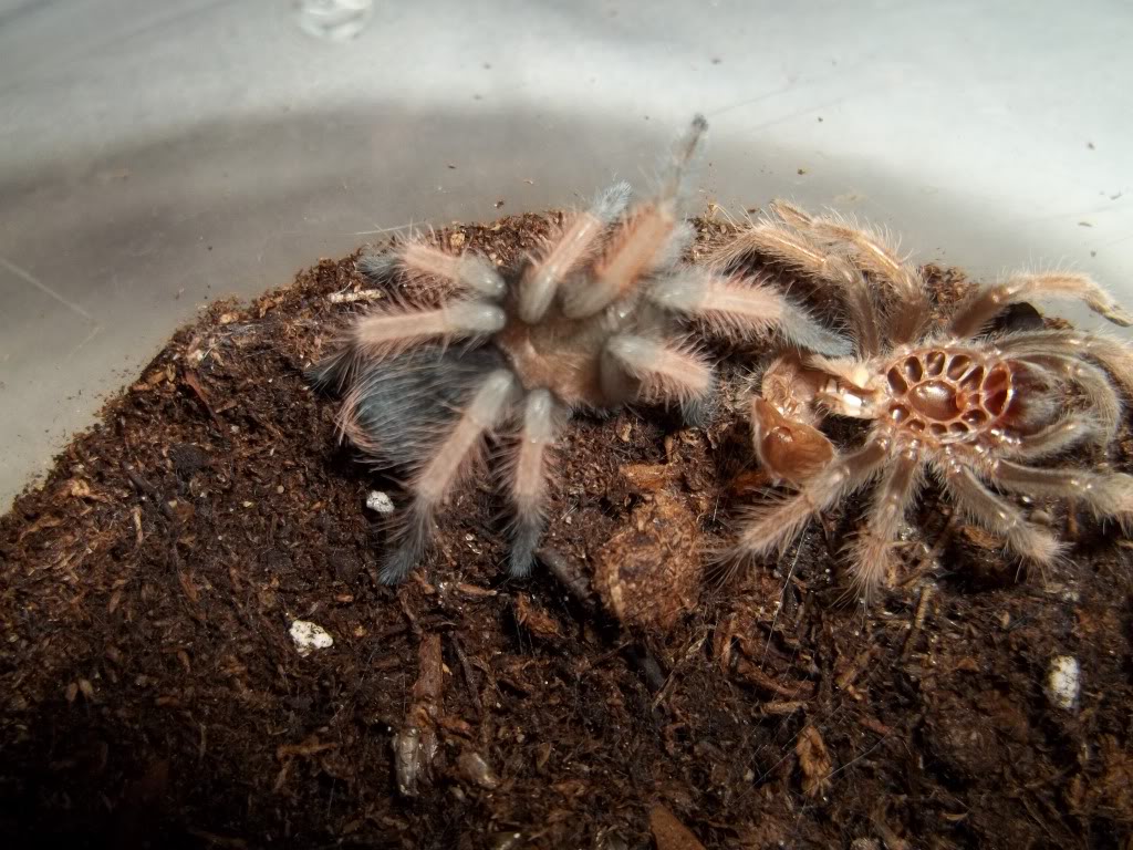 B. emilia Fresh Molt