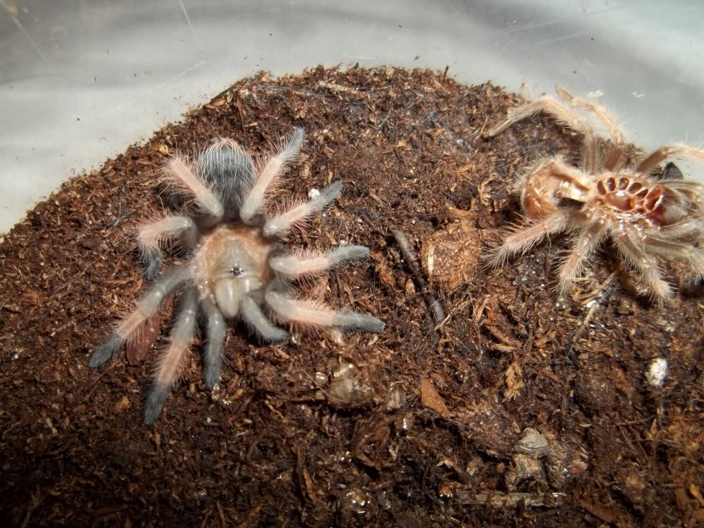 B. emilia Fresh Molt