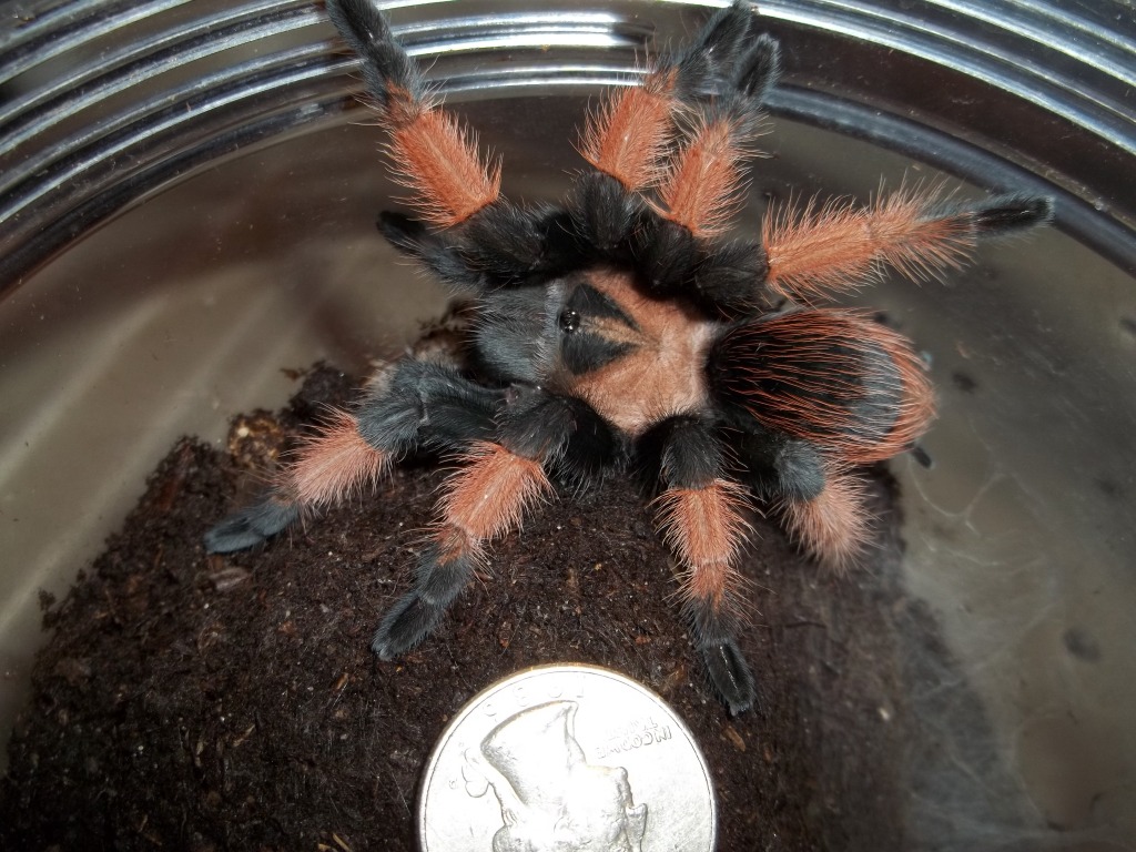 B. emilia Sub Adult