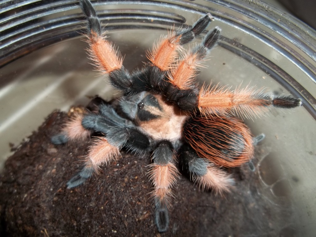 B. emilia Sub Adult