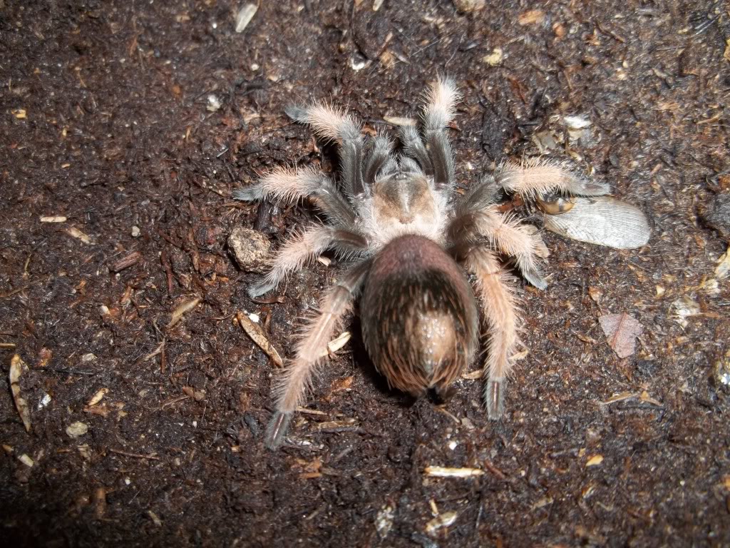 B. emilia