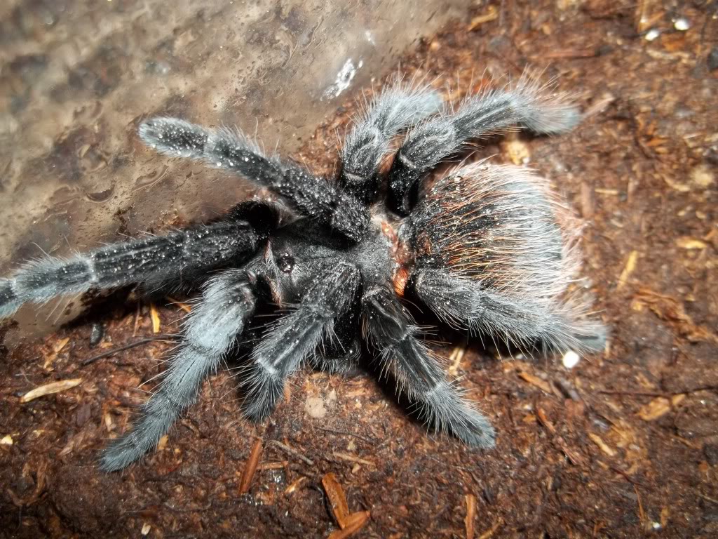 B. vagans Female