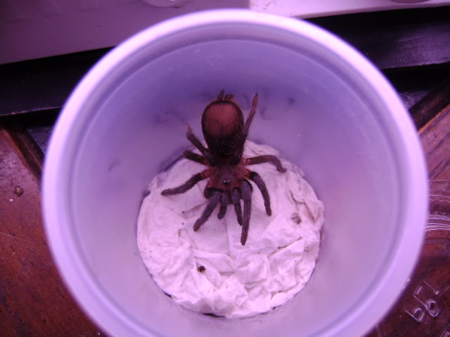 B. vagans Juvenile Female