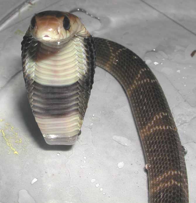 B&W Spitting Cobra