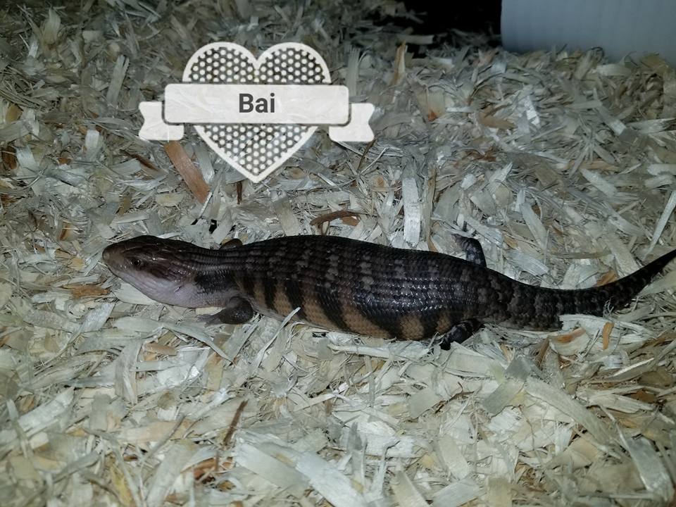 Babies Available