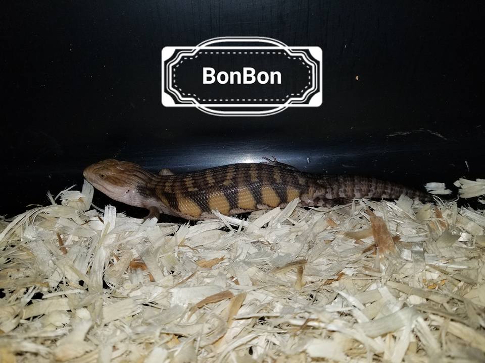 Babies Available