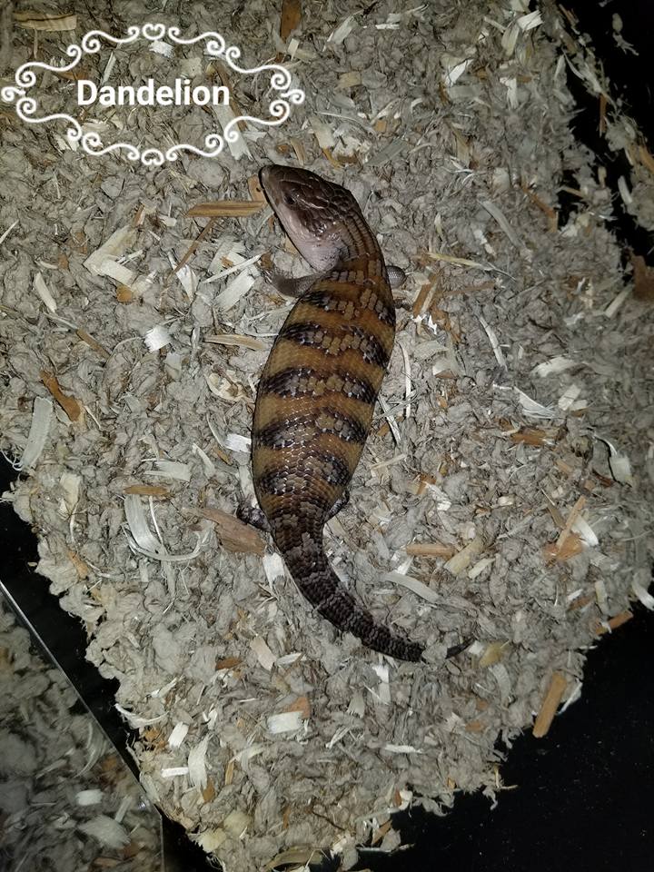 Babies Available