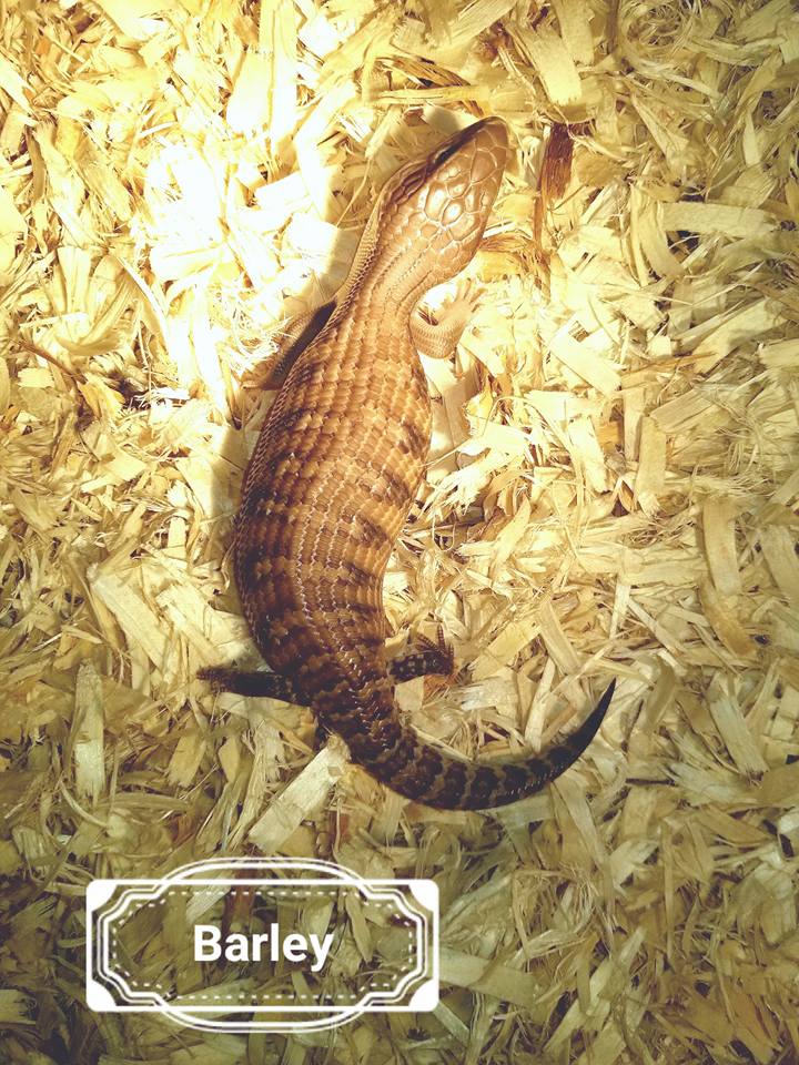 Babies Available