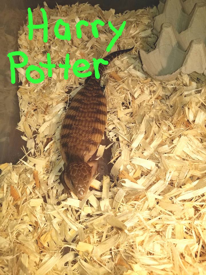 Babies Available