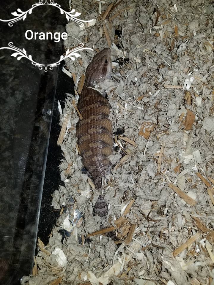 Babies Available