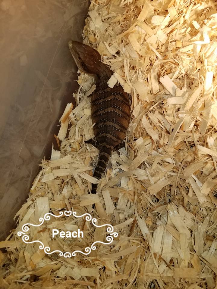 Babies Available