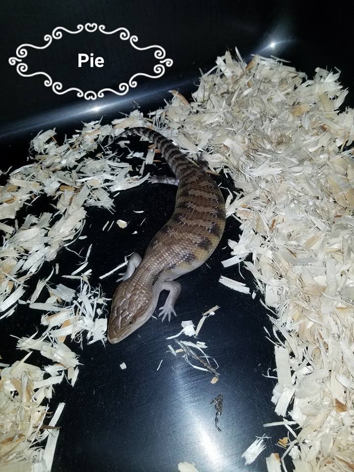 Babies Available