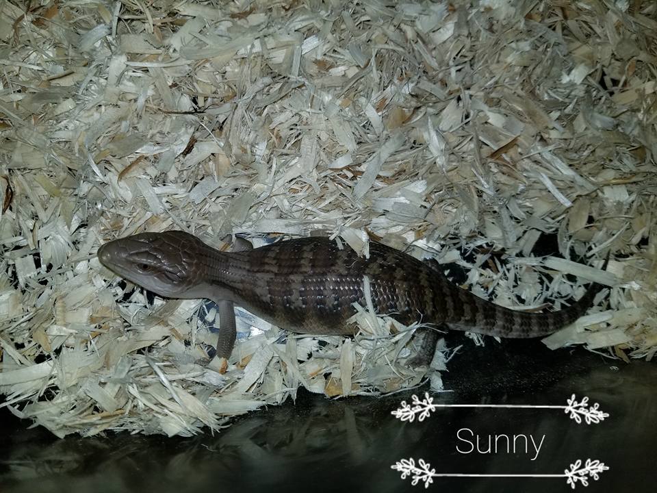Babies Available